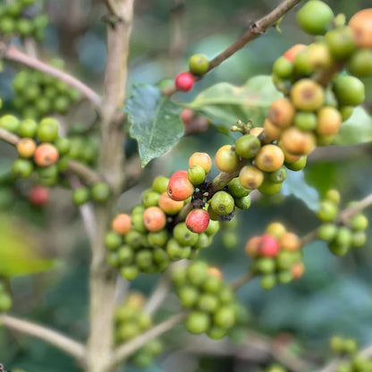 [NEW] COLOMBIA PINK BORBON CAKE