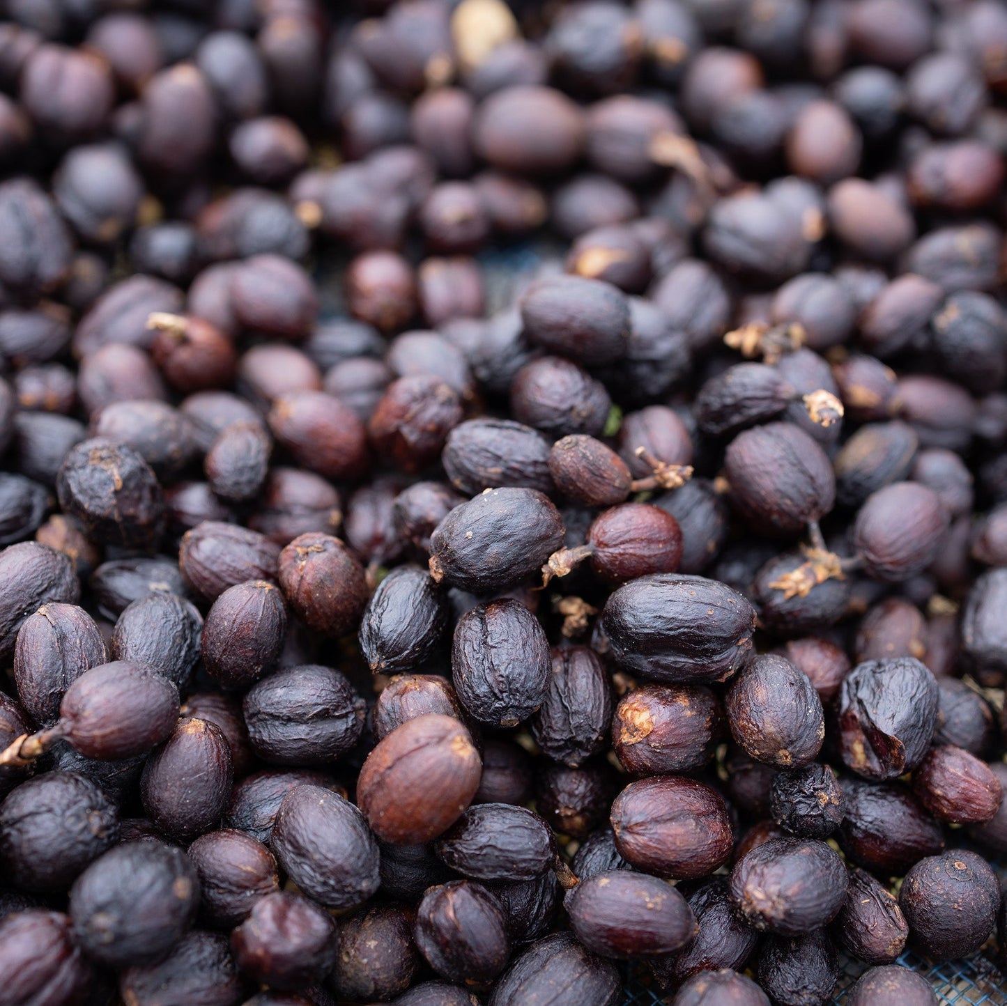 COLOMBIA HUILA TROPICAL SPLASH