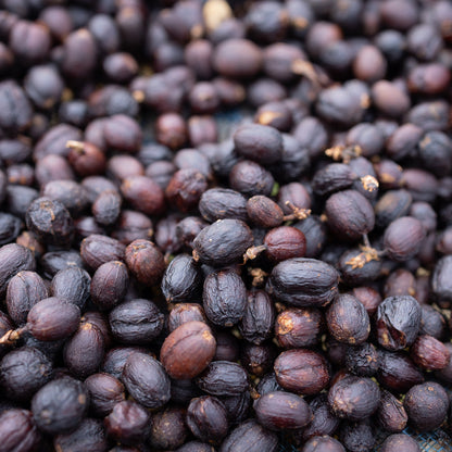 COLOMBIA HUILA TROPICAL SPLASH