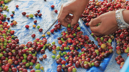 哥倫比亞托利馬厭氧發酵咖啡